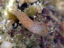 Gymnodoris alba