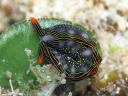 Thuridilla splendens