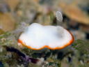 Goniobranchus albonares