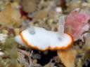 Goniobranchus albonares