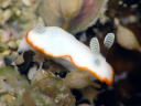 Goniobranchus albonares