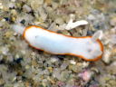 Goniobranchus albonares