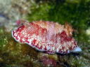 Goniobranchus reticulatus