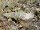 Gymnodoris sp. 8