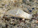 Gymnodoris sp. 8