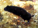 Dendrodoris nigra