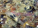 Gymnodoris inornata