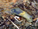 Gymnodoris sp. 3