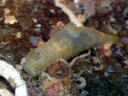 Gymnodoris sp. 3