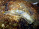 Gymnodoris sp. 3