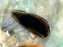 Metaruncina setoensis