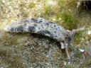 Plakobranchus ocellatus