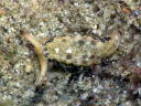 Plakobranchus ocellatus