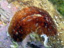 Dolabrifera dolabrifera