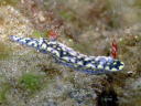 Hypselodoris infucata