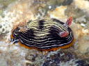 Chromodoris lineolata