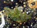 Aplysia oculifera