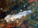 Embletonia gracilis