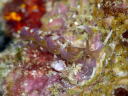 Phyllodesmium macphersonae