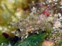 Eubranchus rubropunctatus