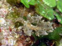 Eubranchus rubropunctatus