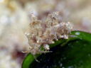 Eubranchus rubropunctatus