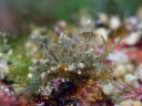 Eubranchus rubropunctatus