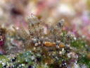 Eubranchus rubropunctatus