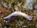 Hypselodoris bullocki