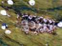 Herviella albida