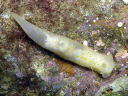 Gymnodoris citrina