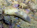 Gymnodoris citrina