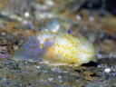 Gymnodoris citrina