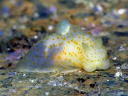 Gymnodoris citrina