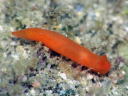 Gymnodoris cf. subornata