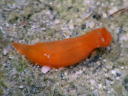 Gymnodoris cf. subornata