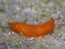 Gymnodoris cf. subornata