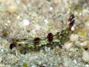 Elysia ornata