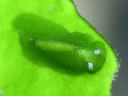 Elysiella pusilla