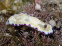 Goniobranchus rufomaculata