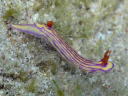 Hypselodoris whitei