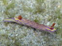 Hypselodoris whitei