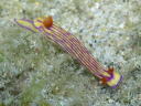 Hypselodoris whitei