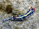 Hypselodoris infucata