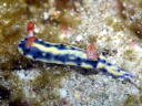 Hypselodoris infucata