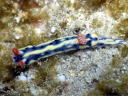 Hypselodoris infucata