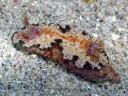 Glossodoris cincta