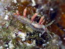 Cratena sp. cf. affinis