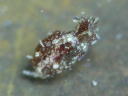 Haminoea sp. 1