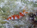 Flabellina sp. 2